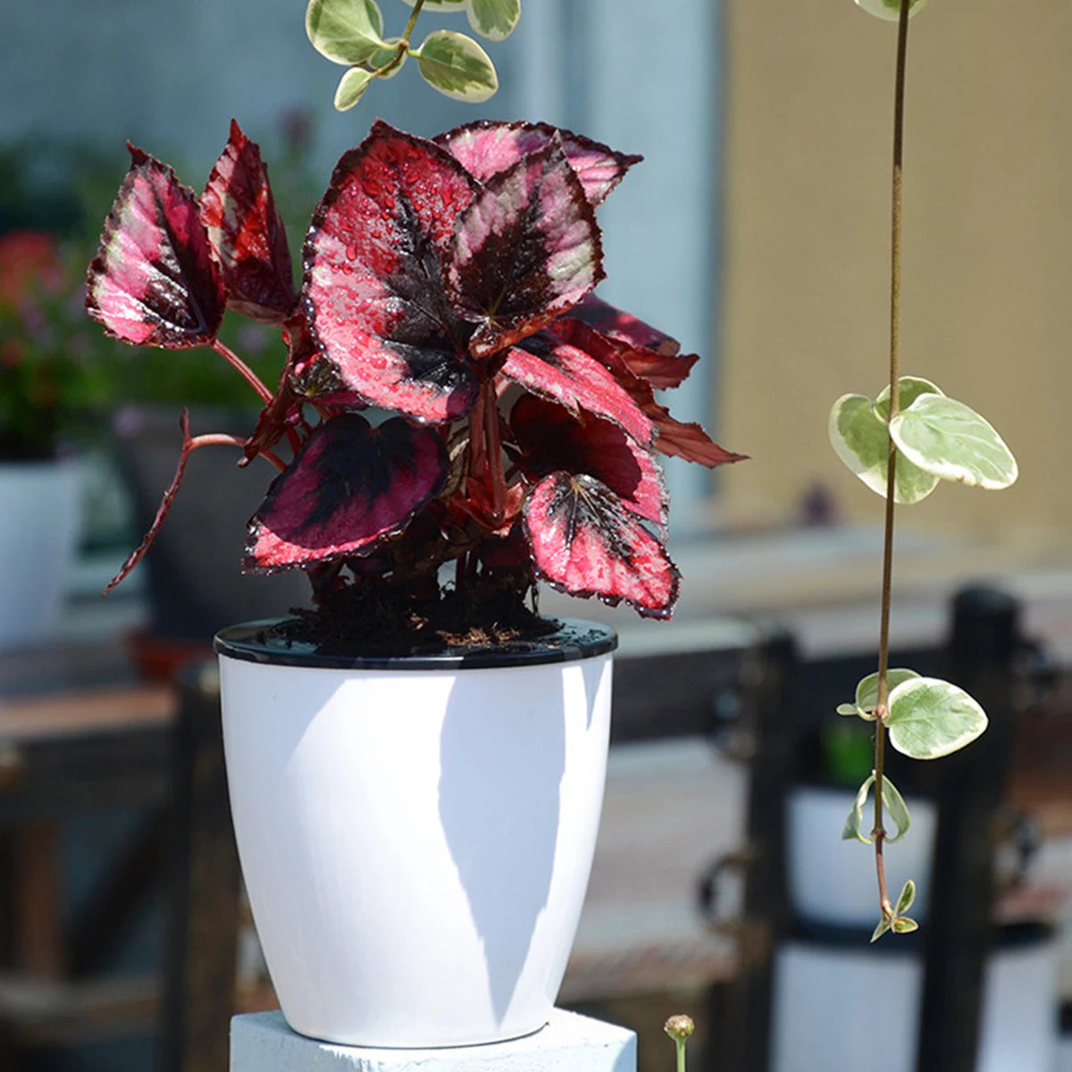 Leaf & Leash Self-Watering Indoor Pots – Set of 6